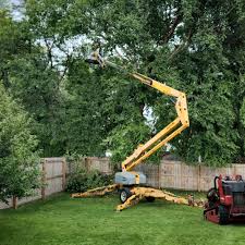 Best Tree Health Inspection  in Creve Coeur, IL